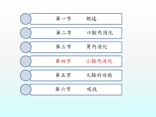 2.4 小肠内消化-课件