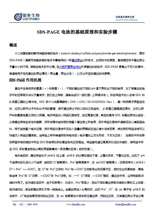 SDS-PAGE电泳的基础原理和试验步骤