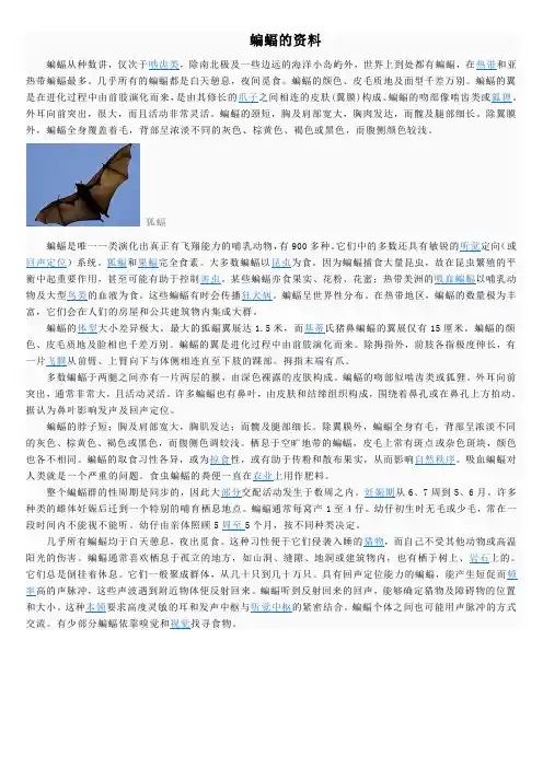 蝙蝠的资料