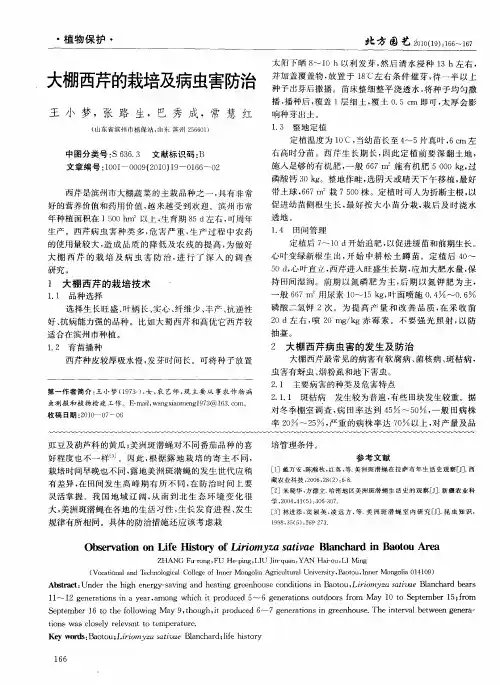 大棚西芹的栽培及病虫害防治