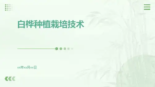 白桦种植栽培技术
