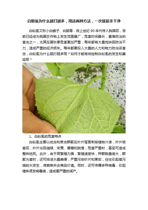 白粉虱为什么越打越多，用这两种方法，一次就能杀干净