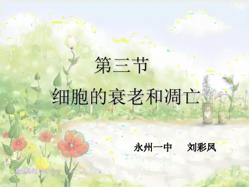 人教版高中生物必修一第六章第3节《细胞的衰老和凋亡》优秀课件(37张)