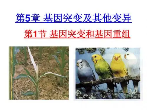 第一节   基因突变和基因重组