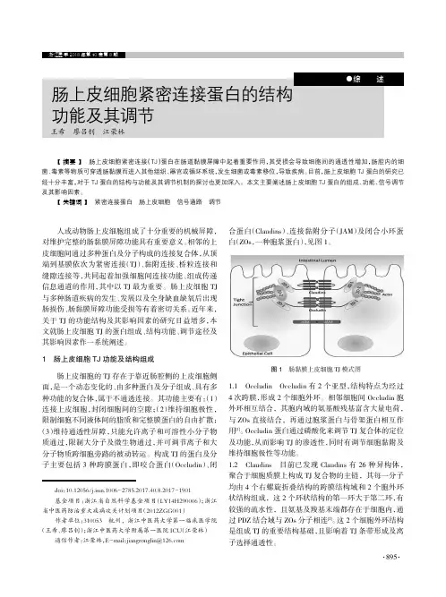 肠上皮细胞紧密连接蛋白的结构功能及其调节