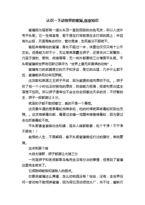 认识一下动物界的蜜獾,涨涨知识