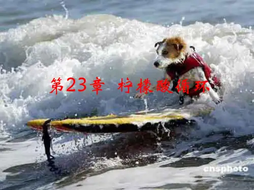 三羧酸循环 柠檬酸循环