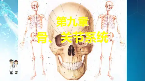 骨关节系统ppt课件