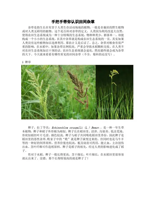 常见杂草