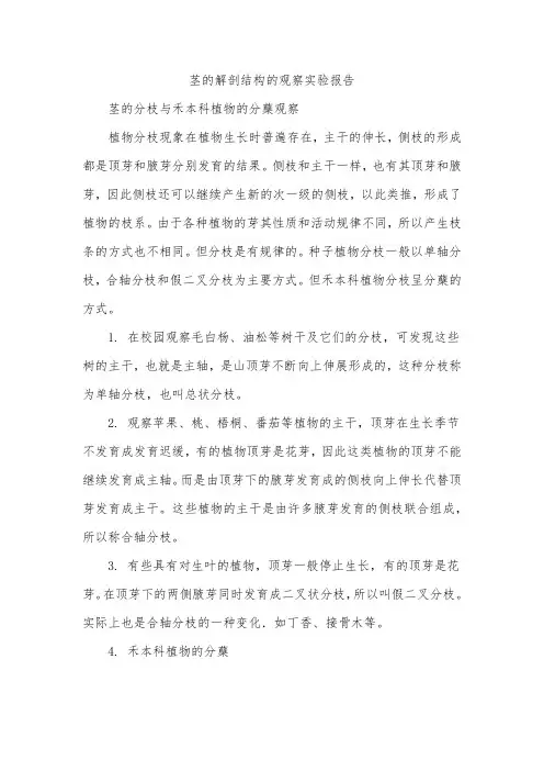茎的解剖结构的观察实验报告