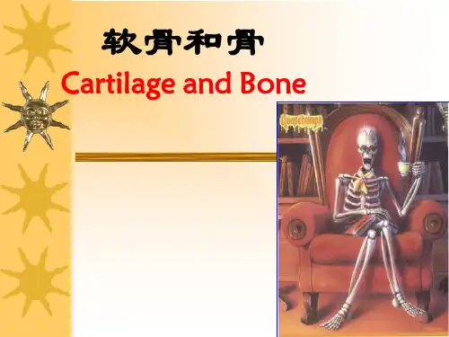 软骨和骨ppt课件