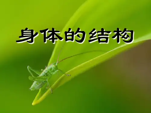 2021精选《身体的结构》我们的身体PPT课件3