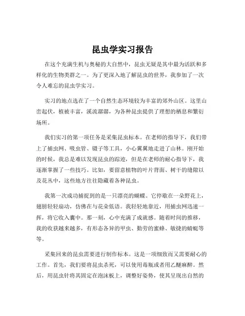 昆虫学实习报告