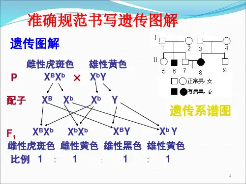 规范书写遗传图解