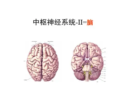 14-15脑干i-七种脑神经核