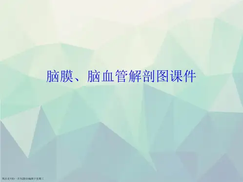 脑膜、脑血管解剖图演示