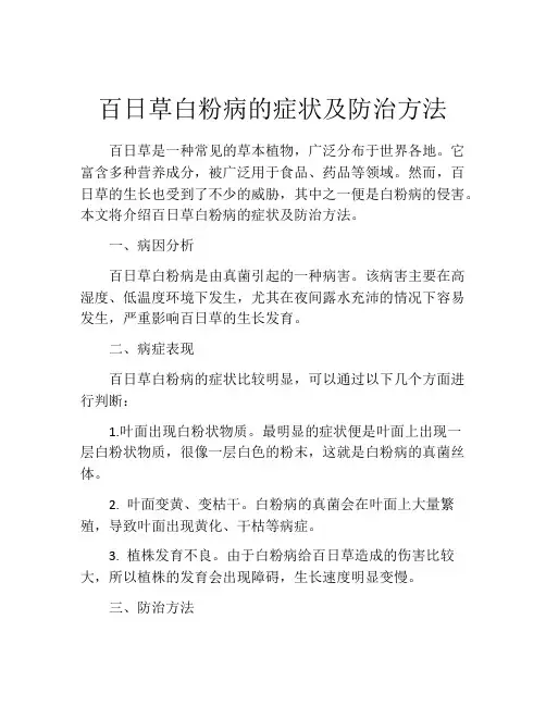 百日草白粉病的症状及防治方法