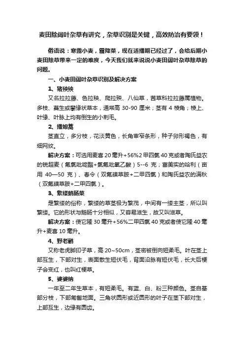 麦田除阔叶杂草有讲究，杂草识别是关键，高效防治有要领！