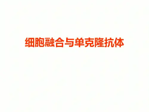 细胞融合