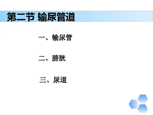 解剖学基础第七章《泌尿系统—输尿管》PPT课件