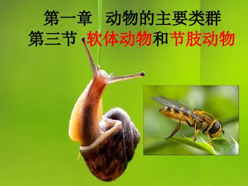 【人教版】生物八年级上册：5.1.3《软体动物和节肢动物》ppt课件(52张) (共52张PPT)