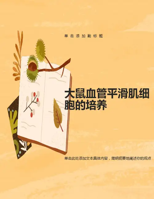 大鼠血管平滑肌细胞的培养