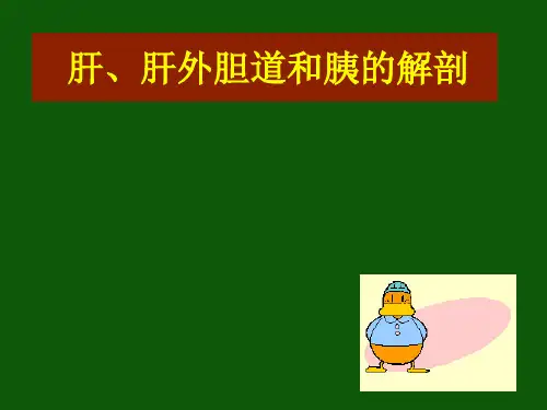 肝、胆、胰的解剖