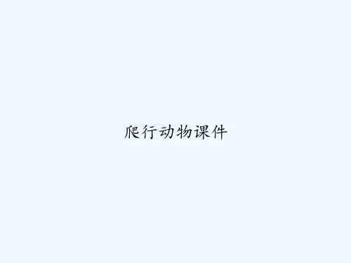 爬行动物课件 PPT