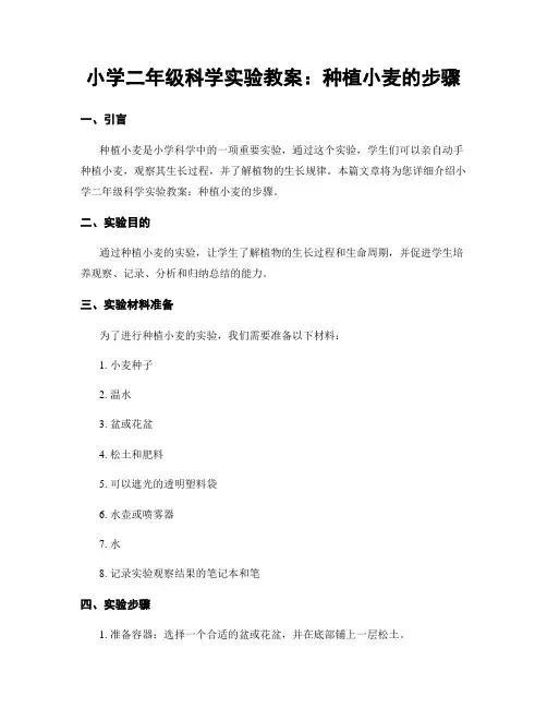 小学二年级科学实验教案：种植小麦的步骤