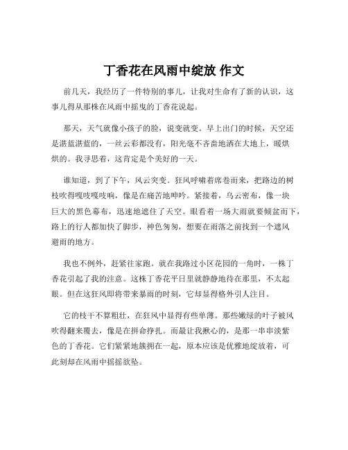 丁香花在风雨中绽放 作文
