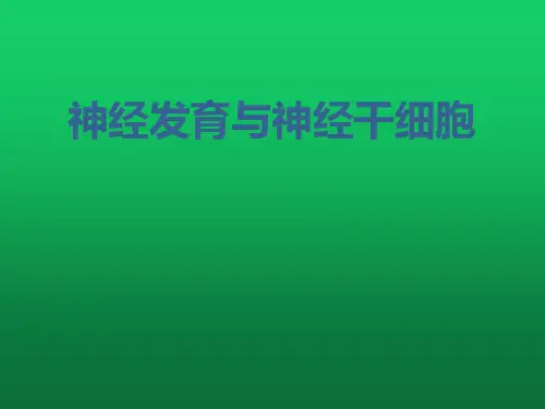 神经管发育与神经干细胞