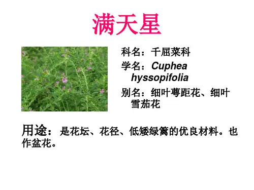 南方常见园林植物识别20种,有图