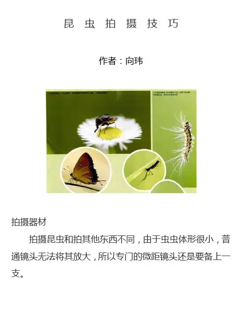 昆虫拍摄技巧