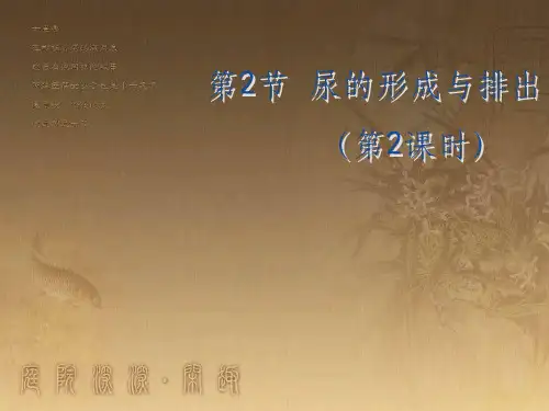 七年级生物下册 11.2《尿的形成与排出》(第2课时)课件 北师大版
