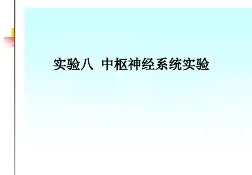 小鼠脊髓横切试验对象