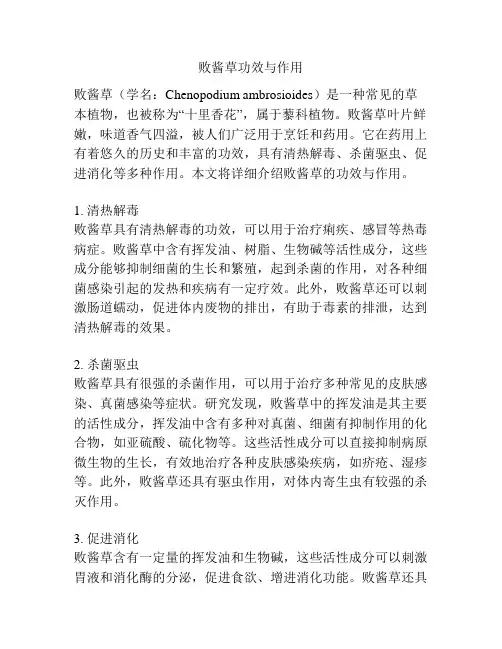 败酱草功效与作用