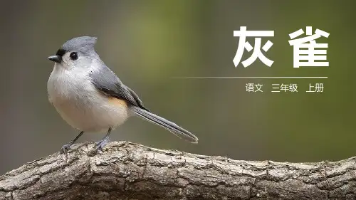 25.《灰雀》课件(共24张PPT)