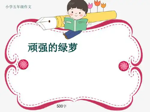 小学五年级作文《顽强的绿萝》500字(共8页PPT)