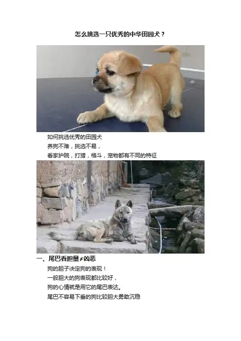 怎么挑选一只优秀的中华田园犬？