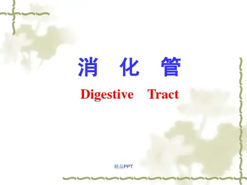 组织学与胚胎学   消化管
