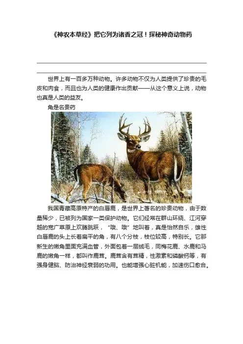 《神农本草经》把它列为诸香之冠！探秘神奇动物药