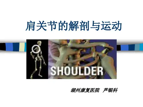 肩关节的解剖与运动