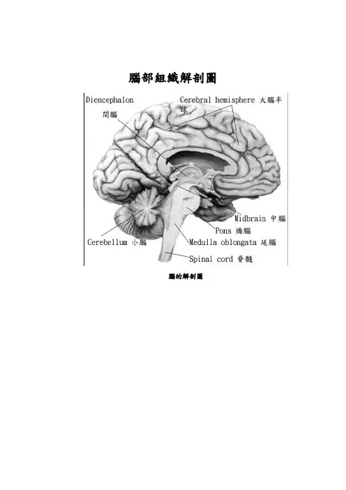 脑部组织解剖图