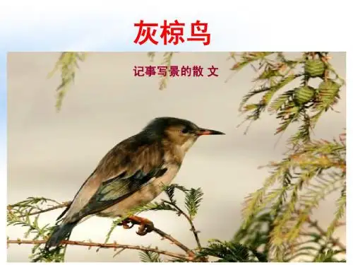 灰椋鸟