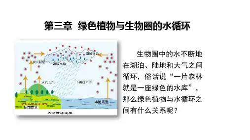 人教版七年级生物上册第3单元第三章 绿色植物与生物圈的水循环(24张PPT)