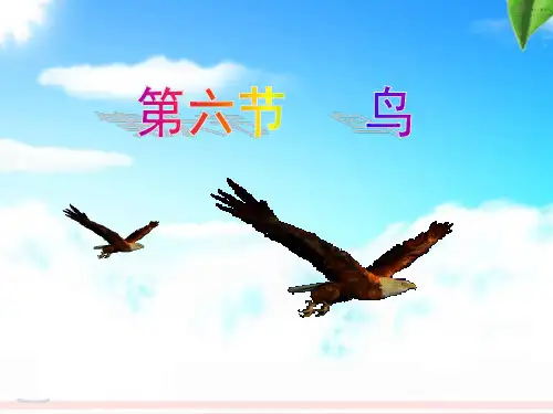 人教版八年级上册生物 5.1.6 鸟课件