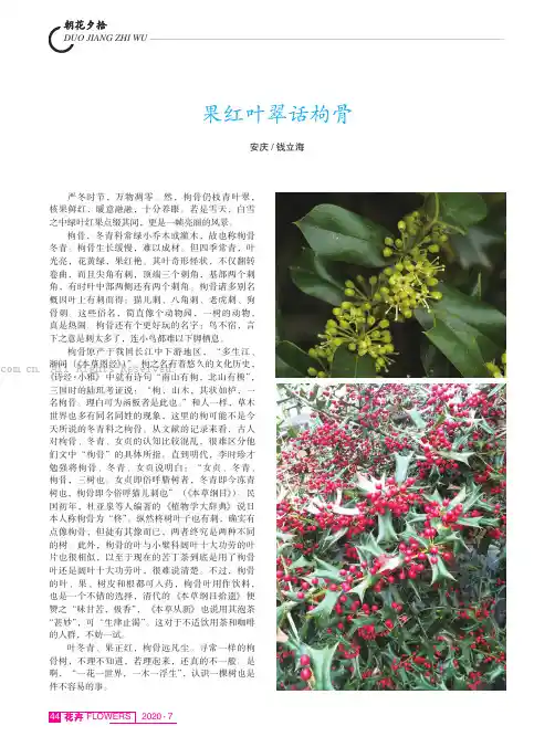 果红叶翠话枸骨