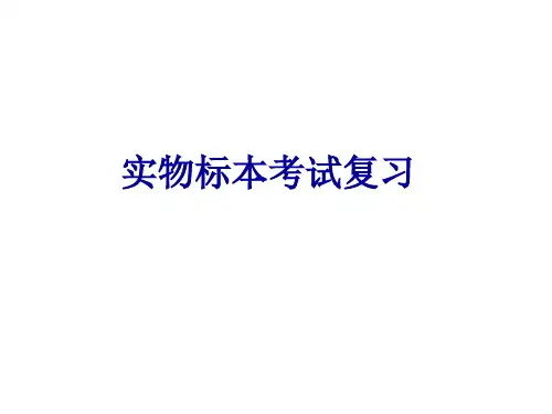 第一次实物标本考试复习 人体解剖学 