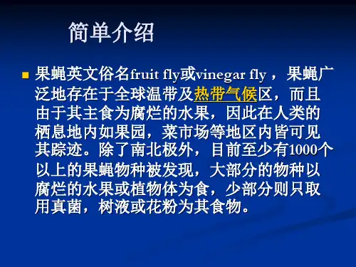 果蝇的简单介绍