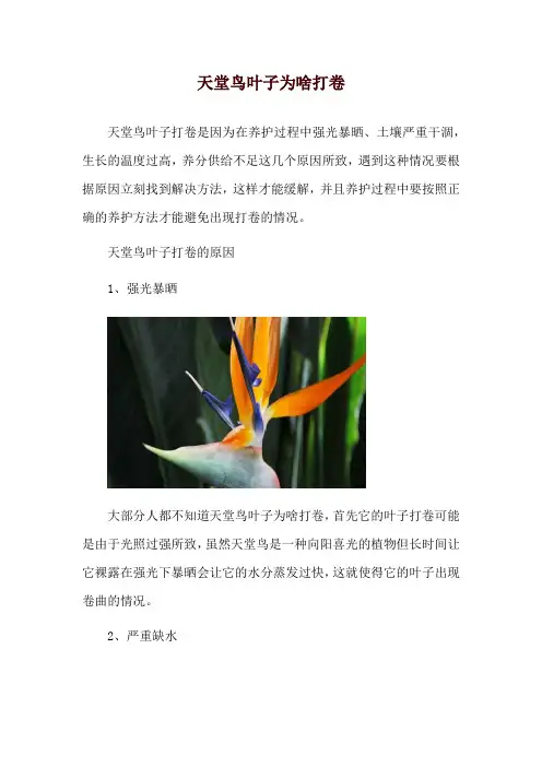 天堂鸟叶子为啥打卷